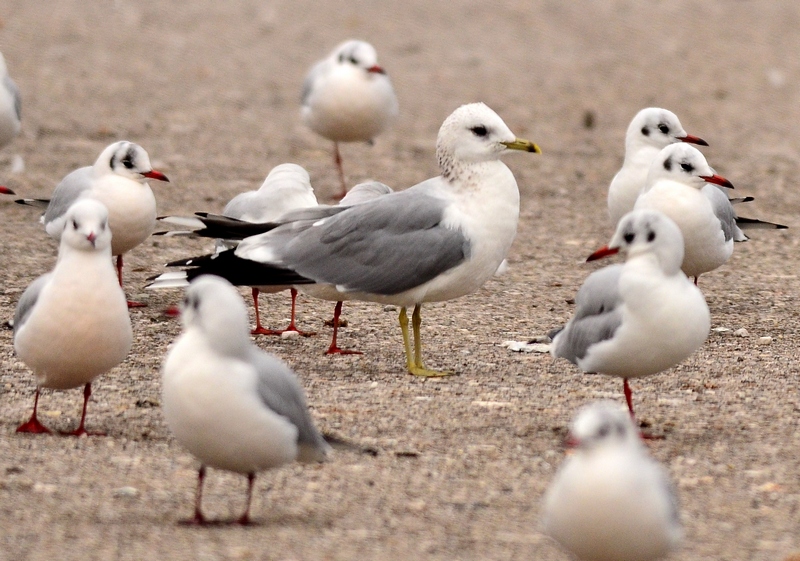 Larus canus